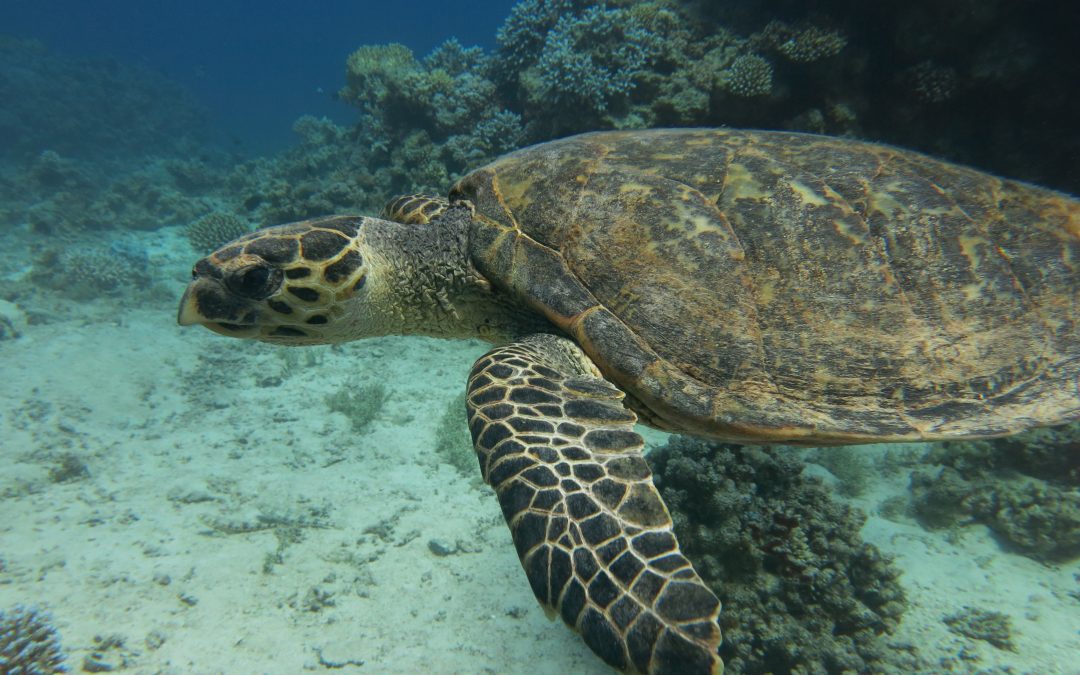 1 Day Diving Aqaba | Shore & Boat Diving in Aqaba with Aqaba Adventure Divers