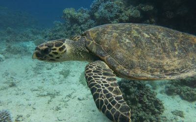 1 Day Diving Aqaba | Shore & Boat Diving in Aqaba with Aqaba Adventure Divers