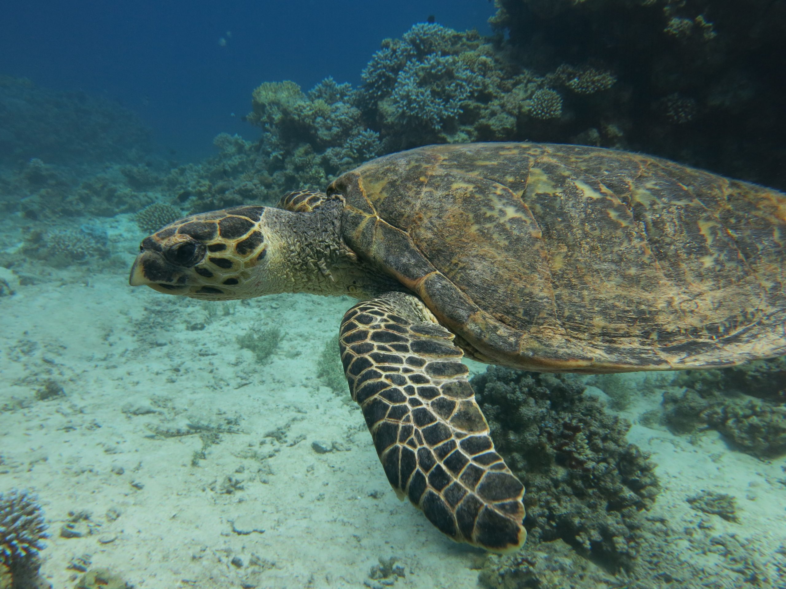 One Day Diving in Aqaba One Day Diving in Aqaba