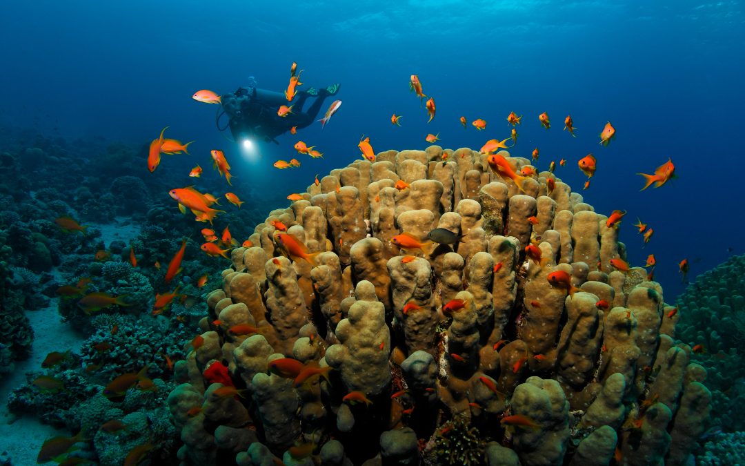 Coral Reefs in Aqaba