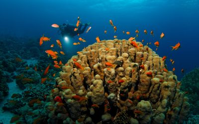 Coral Reefs in Aqaba