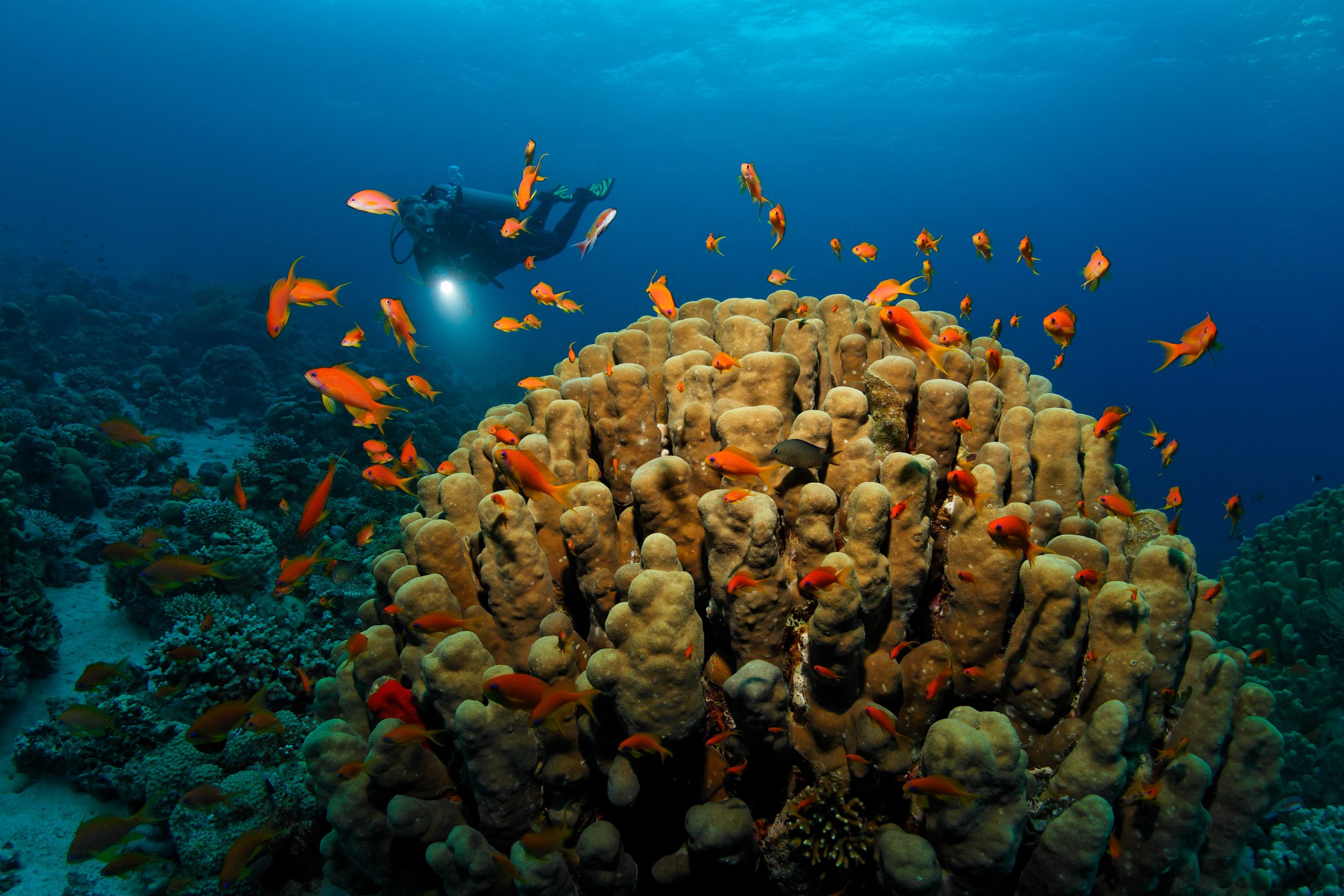 Red Sea Coral Reefs in Aqaba