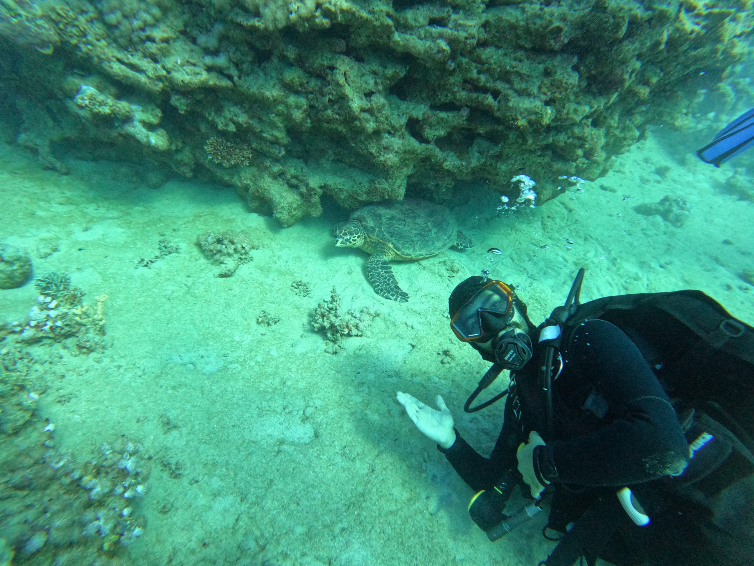 Scuba Diving in Aqaba