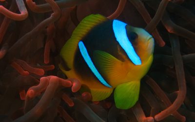 Best Diving in Aqaba